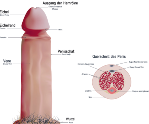 Diagramm zur Normalverteilung der Penisgröße bei erwachsenen Männern mit Micropenise-Schwellenwert
