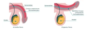 Causes erection disorder physical and psychological factors