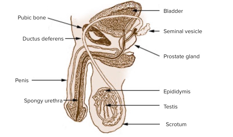 penis aufbau