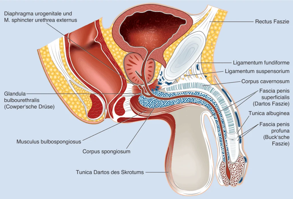 Penis verlängern – medizinische Methoden und wissenschaftliche Fakten