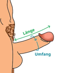 Illustration zur Messung der Penislänge und des Umfangs bei penisvergrößerung kosten