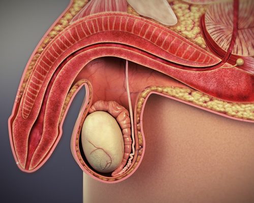 aufbau des penis