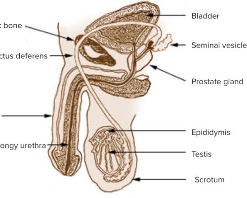 penis aufbau