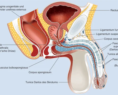 Penis verlängern – medizinische Methoden und wissenschaftliche Fakten