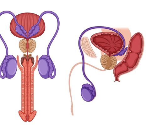 anatomie penis